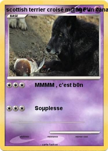 Pokemon scottish terrier croisé m@nge un canard
