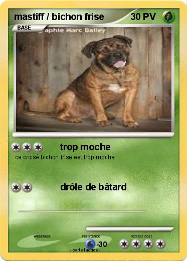 Pokemon mastiff / bichon frise