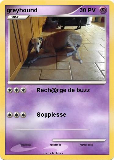 Pokemon greyhound