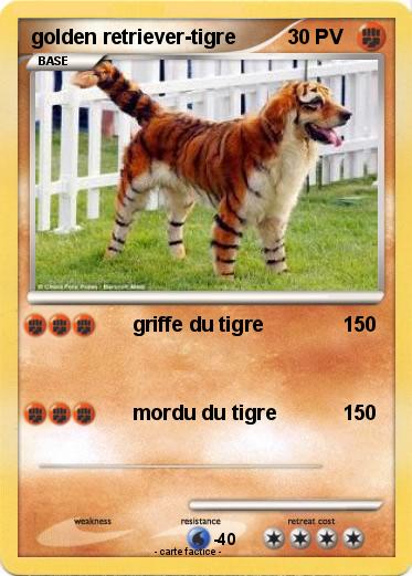 Pokemon golden retriever-tigre
