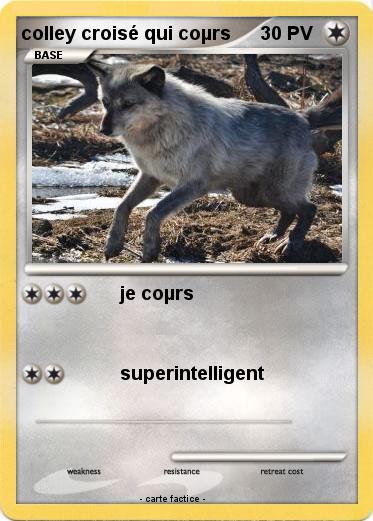 Pokemon colley croisé qui coµrs