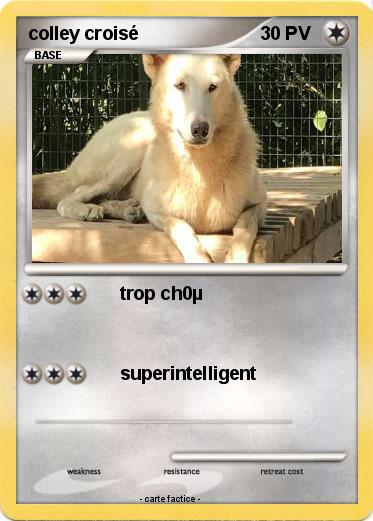 Pokemon colley croisé