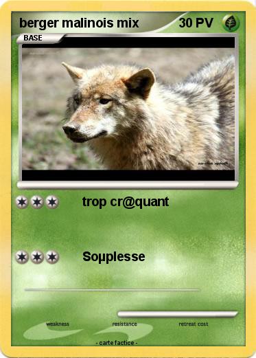 Pokemon berger malinois mix