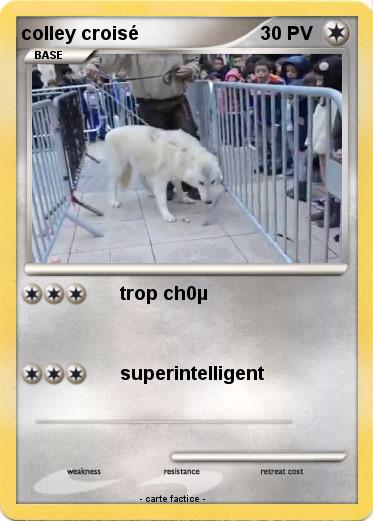 Pokemon colley croisé