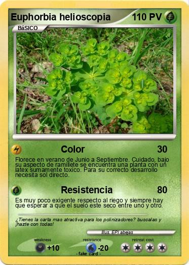 Pokemon Euphorbia helioscopia