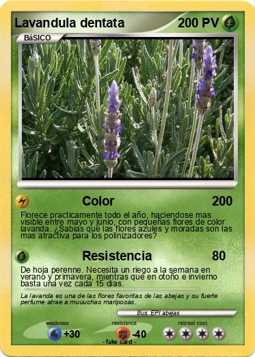 Pokemon Lavandula dentata