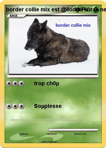 Pokemon border collie mix est @llongé sur la neige