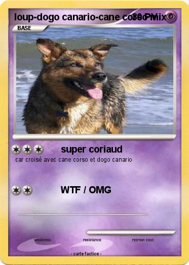 Pokemon loup-dogo canario-cane corso mix