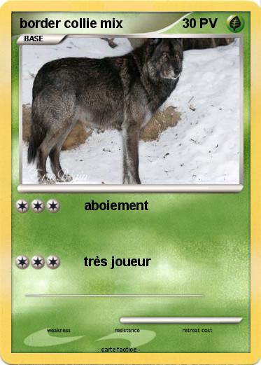 Pokemon border collie mix