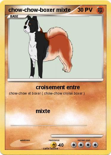 Pokemon chow-chow-boxer mixte