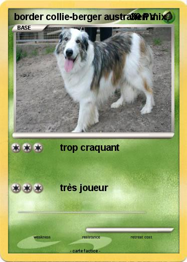 Pokemon border collie-berger australien mix