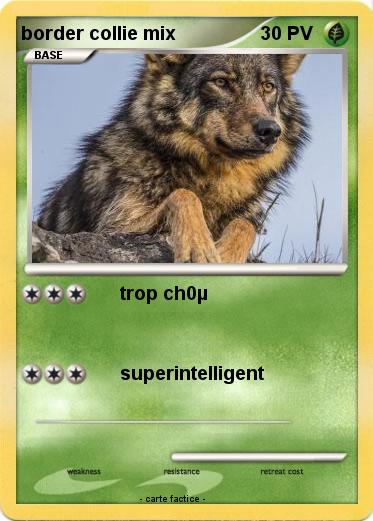 Pokemon border collie mix