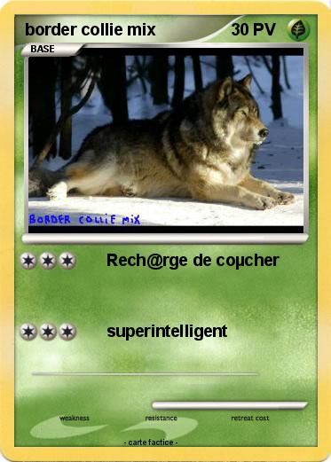 Pokemon border collie mix
