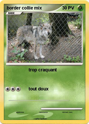 Pokemon border collie mix