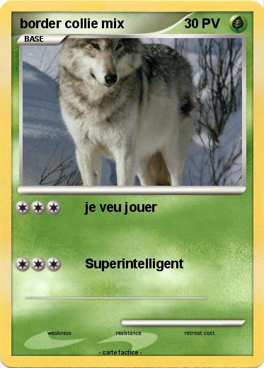 Pokemon border collie mix