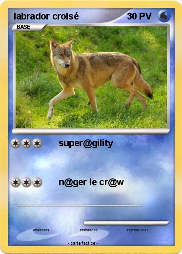 Pokemon labrador croisé