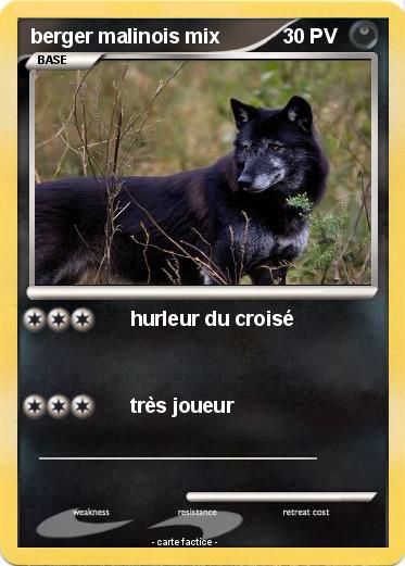 Pokemon berger malinois mix