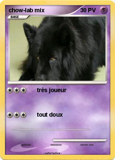 Pokemon chow-lab mix