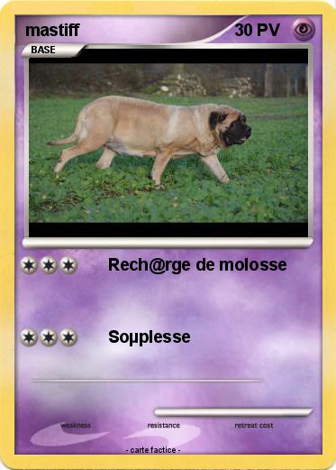 Pokemon mastiff