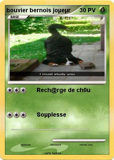 Pokemon bouvier bernois joµeµr