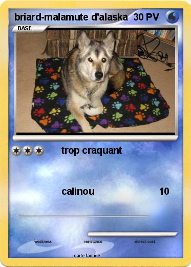 Pokemon briard-malamute d'alaska