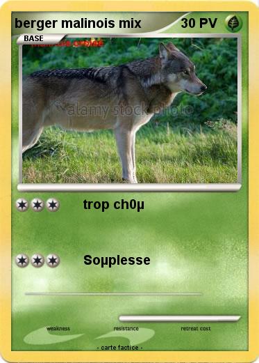 Pokemon berger malinois mix