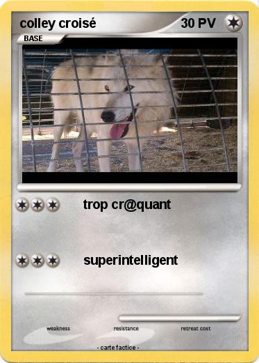 Pokemon colley croisé