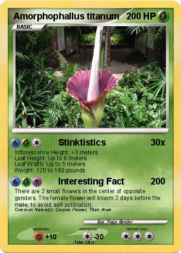 Pokemon Amorphophallus titanum