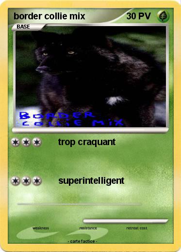 Pokemon border collie mix