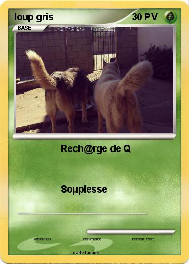 Pokemon loup gris