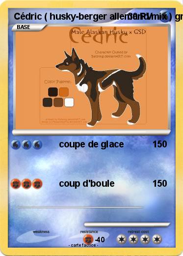 Pokemon Cédric ( husky-berger allemand mix ) gng