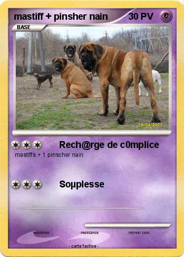 Pokemon mastiff + pinsher nain