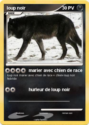 Pokemon loup noir