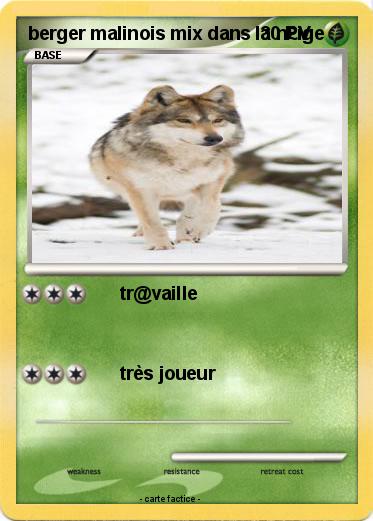 Pokemon berger malinois mix dans la n£ige
