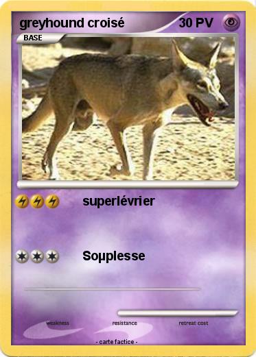 Pokemon greyhound croisé