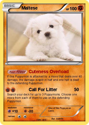 Pokemon Maltese