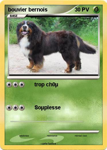 Pokemon bouvier bernois
