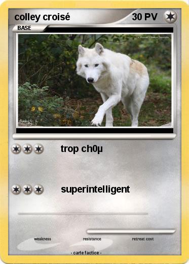 Pokemon colley croisé
