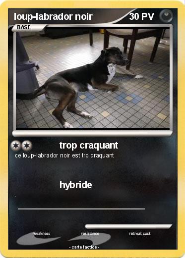 Pokemon loup-labrador noir
