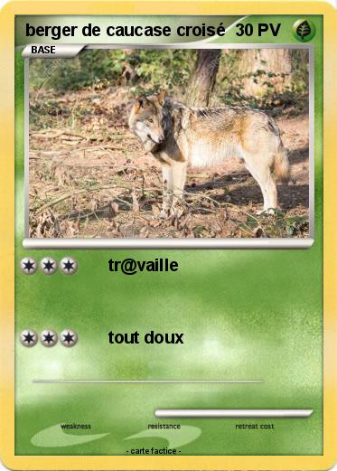 Pokemon berger de caucase croisé