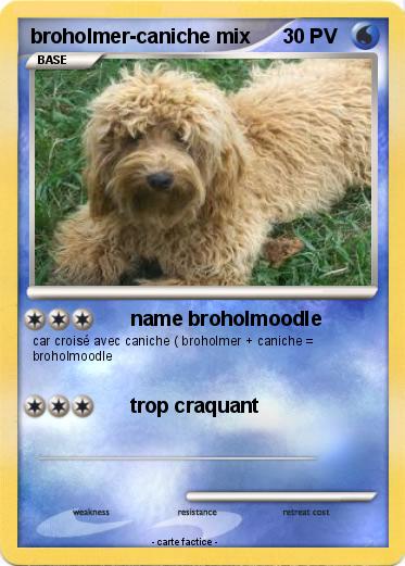 Pokemon broholmer-caniche mix