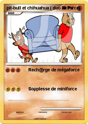 Pokemon pit-bull et chihuahua ( duo de force)