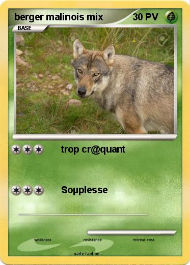 Pokemon berger malinois mix