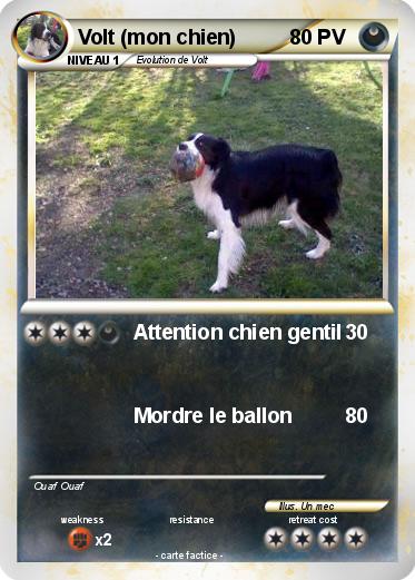 Pokemon Volt (mon chien)