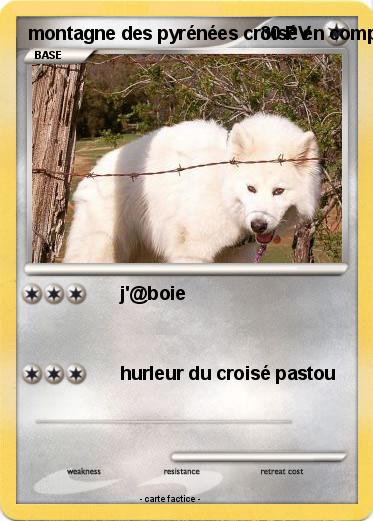 Pokemon montagne des pyrénées croisé en comp@gnie