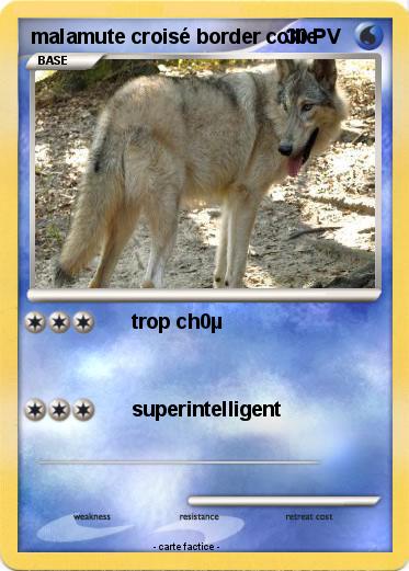 Pokemon malamute croisé border collie