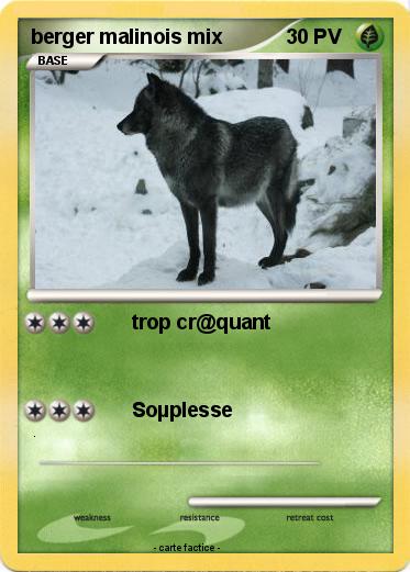 Pokemon berger malinois mix