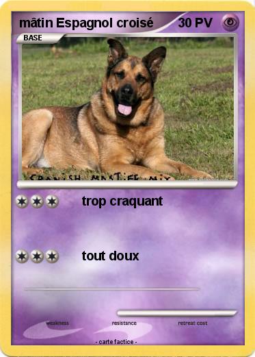Pokemon mâtin Espagnol croisé