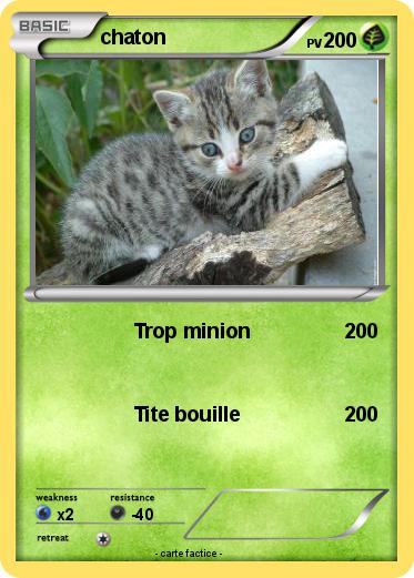 Pokemon chaton