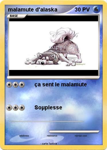 Pokemon malamute d'alaska